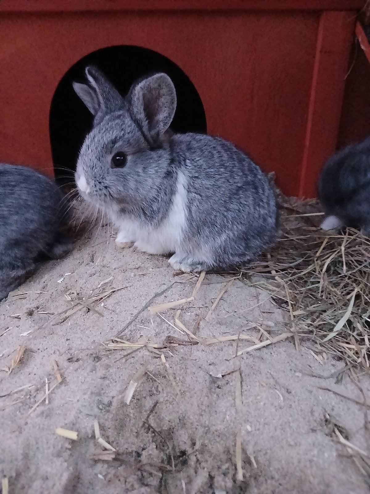 Vier tamme jonge konijnen., Dieren en Toebehoren, Meerdere dieren