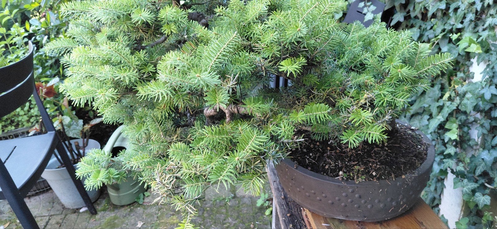 BONSAI, bod gevraagd op ABIES bonsai, Tuin en Terras, Planten | Tuinplanten, Ophalen of Verzenden, Overige soorten, Volle zon