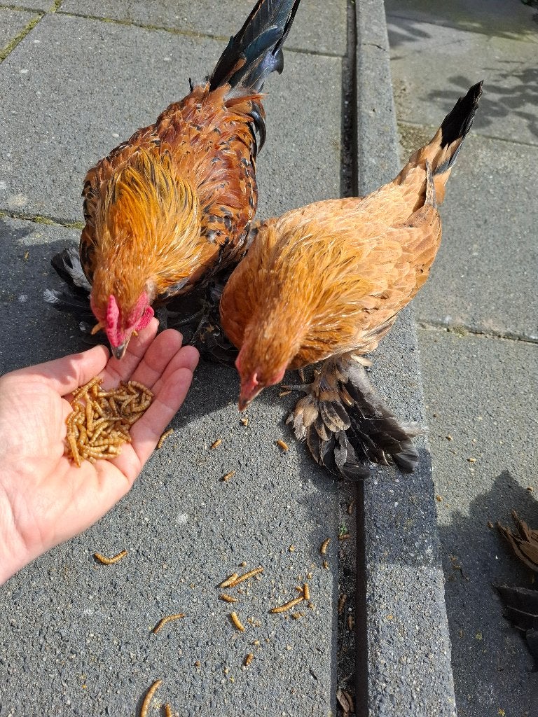sabelpoot kriel jonge kip, Vrouwelijk, Kip