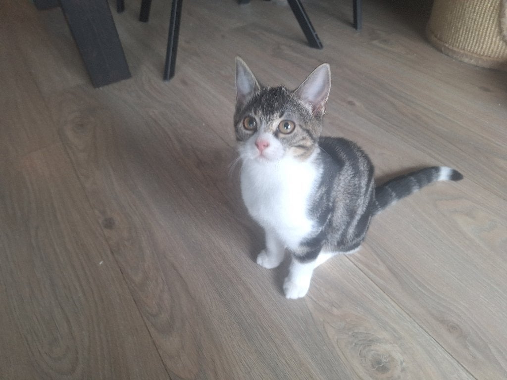 Angora kitten van 12 weken gratis!!!!!, Dieren en Toebehoren, Poes, 0 tot 2 jaar