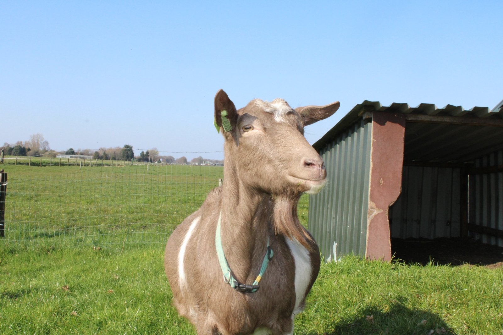 Toggenburgers, Meerdere dieren, Geit