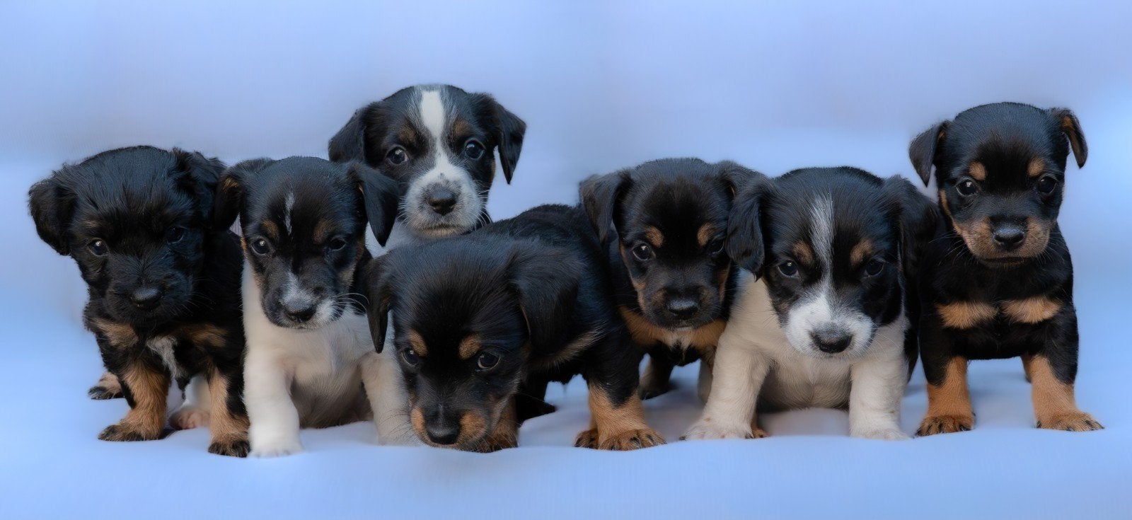 Zindelijke watervrije Jack Russel puppy's mogen uitvliegen!, Dieren en Toebehoren, Honden | Jack Russells en Terriërs, Meerdere dieren