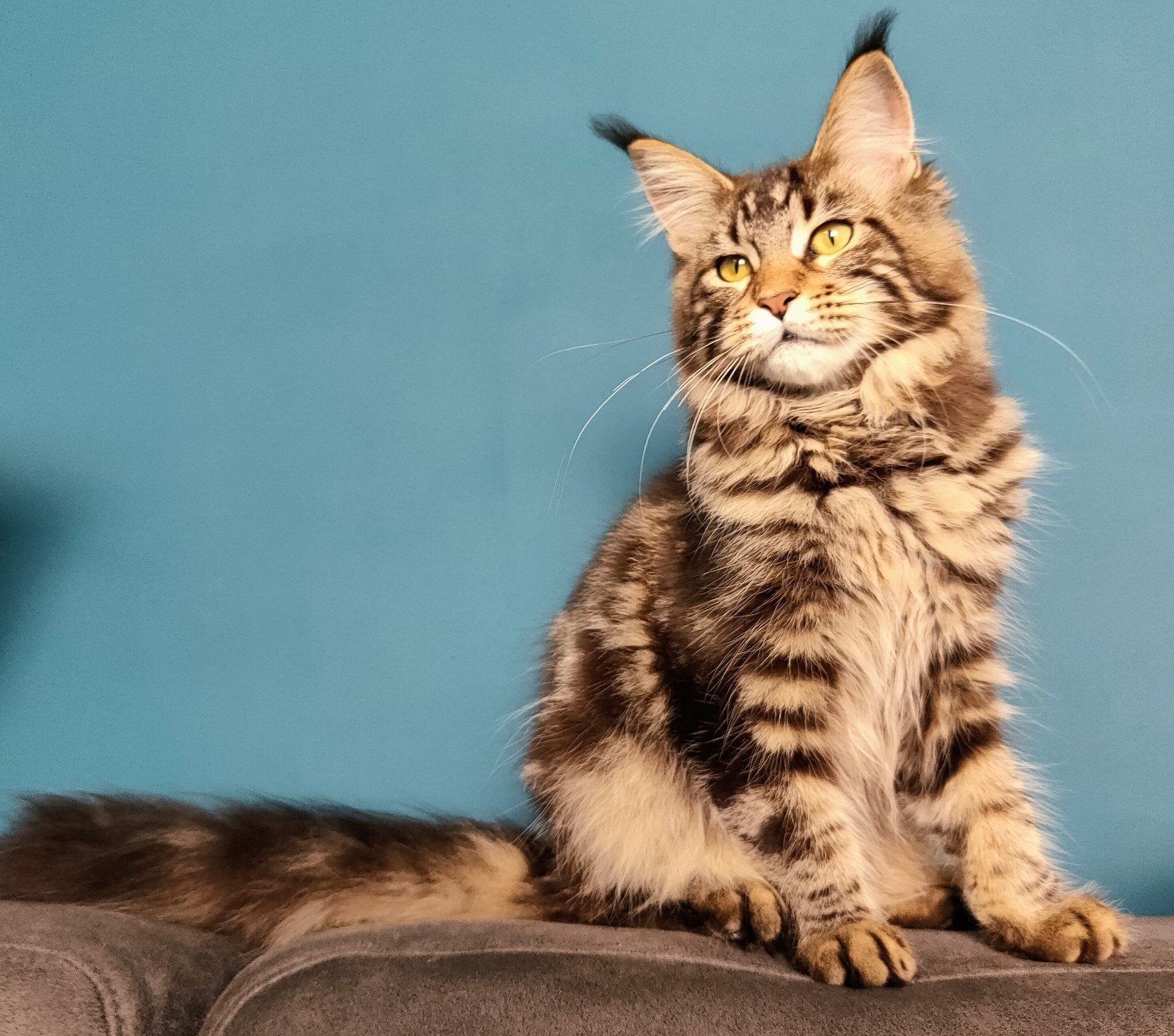 Maine Coon poesje met Stamboom, Meerdere dieren, Met stamboom, 0 tot 2 jaar