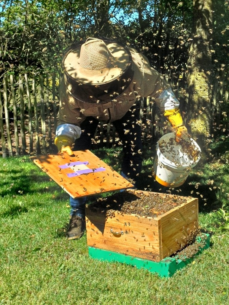 Bijenvolk. Carnica, Dieren en Toebehoren, Insecten en Spinnen, Bijen