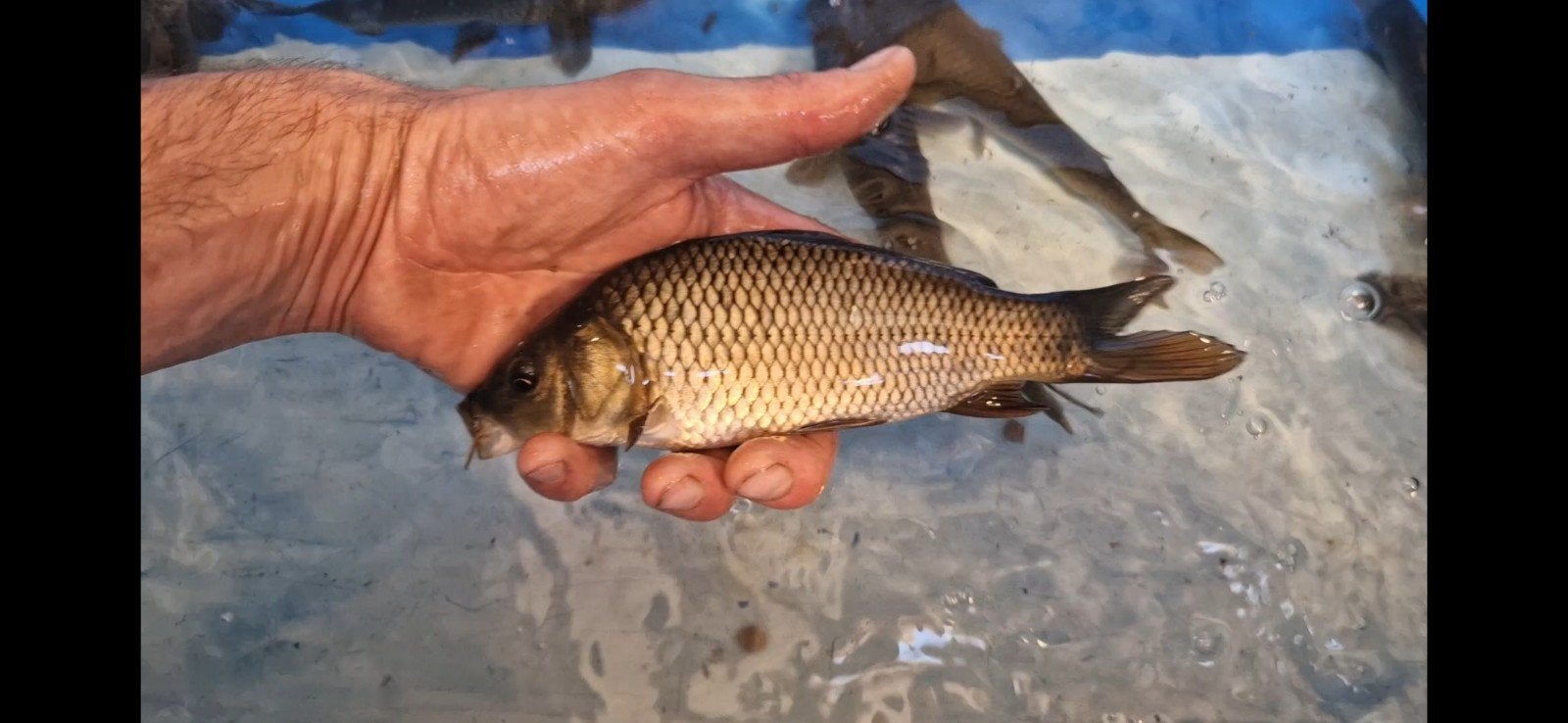 schub karper uit opgroei 15 tot 20cm, Karper of Koi