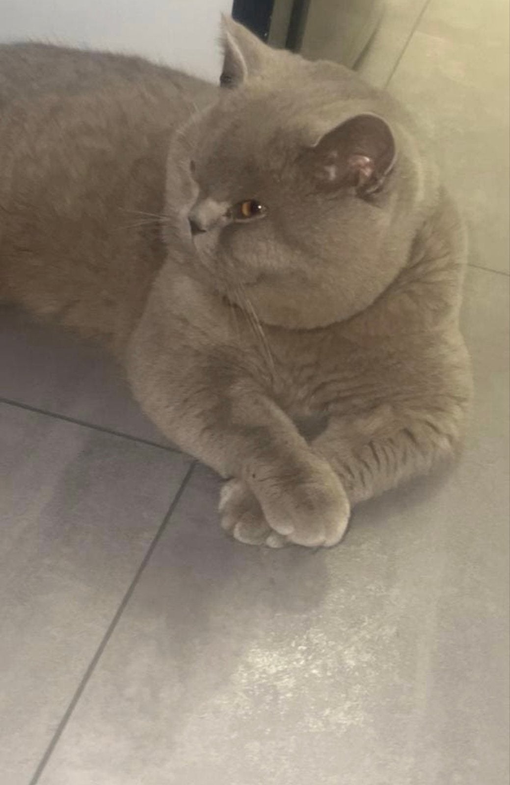 Britse korthaar kater  – 1 jaar – met stamboom en paspoort, Dieren en Toebehoren, Kater, Kortharig, 0 tot 2 jaar