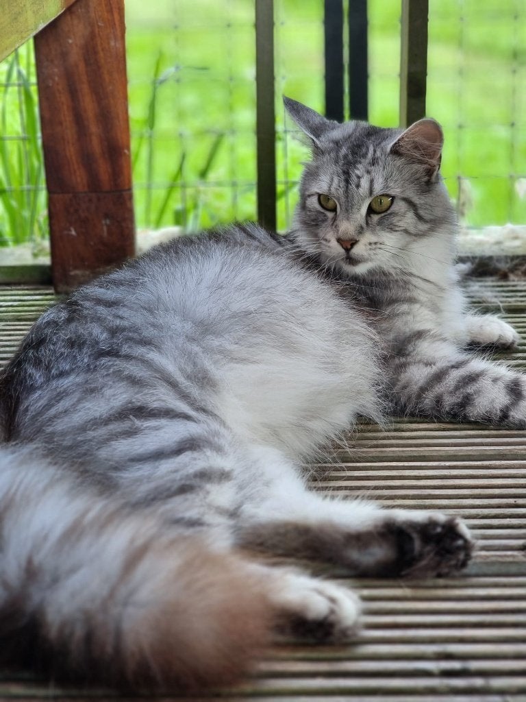 Beautiful Maine Coon, Poes, Met stamboom, 3 tot 5 jaar