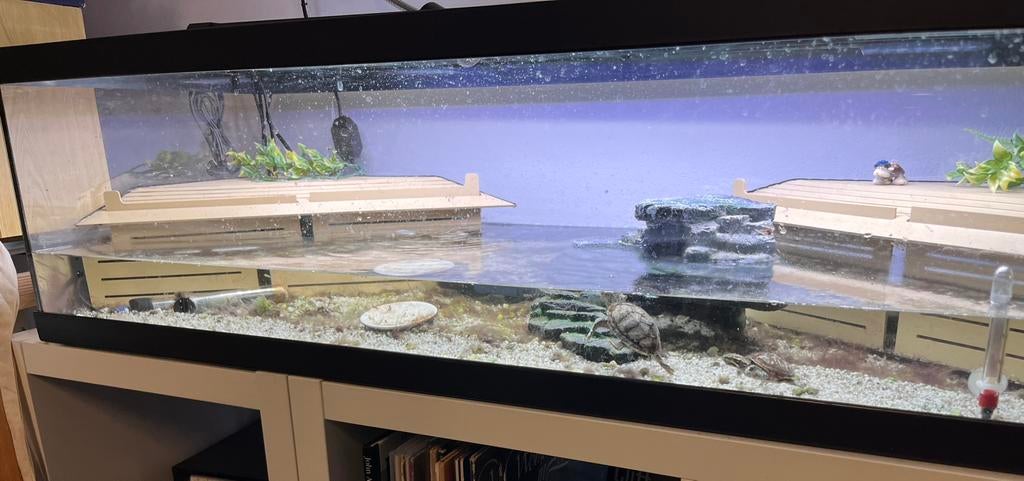 Schildpaddenbak/aquarium met 4 muskusschildpadden, Ophalen, Zo goed als nieuw