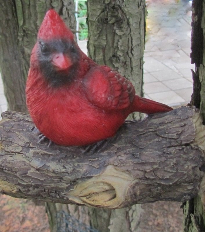 RODE KARDINAAL, Ophalen of Verzenden, Nieuw