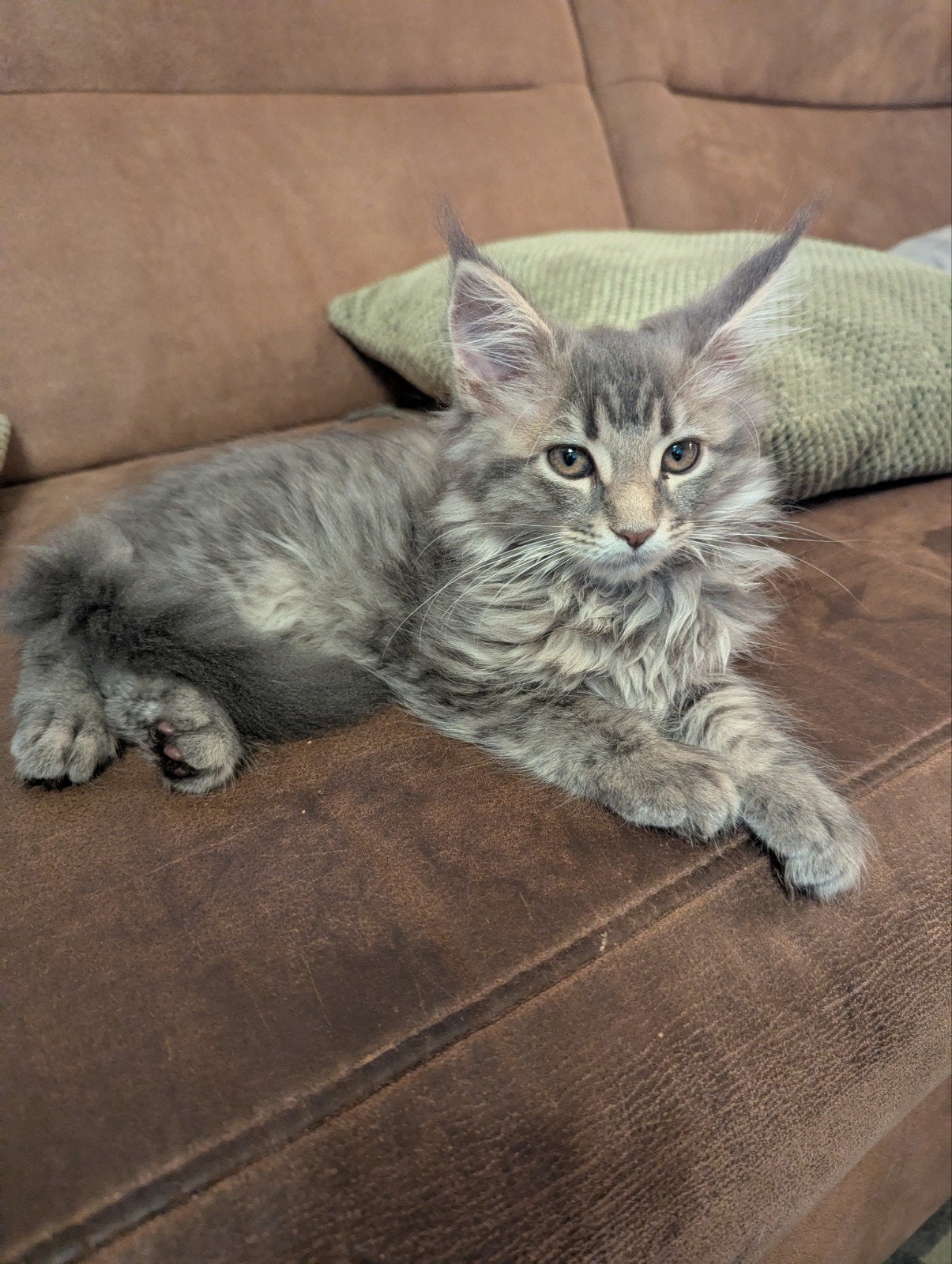 Prachtige Maine Coon poes Angel – Blue Tabby met lichte bors, Kater, Langharig, 0 tot 2 jaar