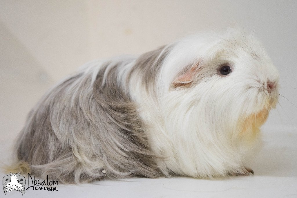 Choco zilvervos wit coronet cavia zeugje, Dieren en Toebehoren, Cavia, Juni, Vrouwelijk, Tam
