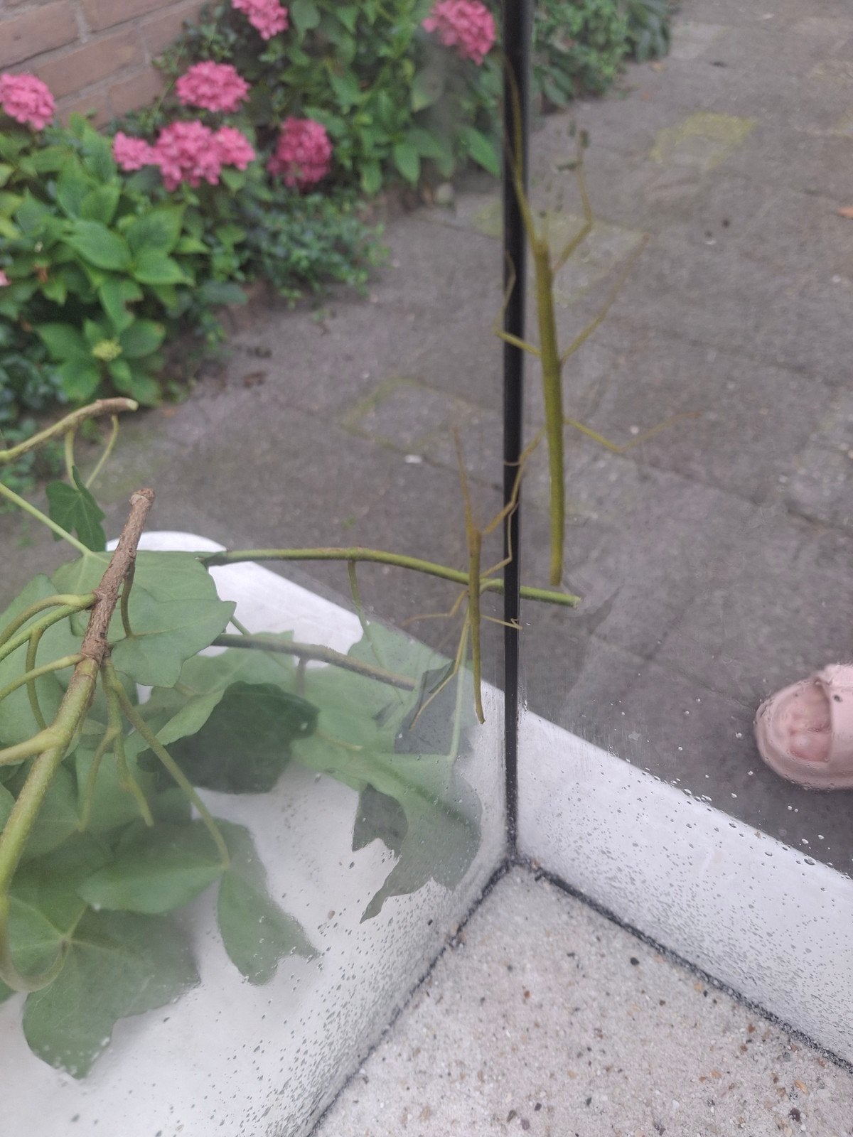 Indische wandelende takken, Dieren en Toebehoren, Insecten en Spinnen, Wandelende tak