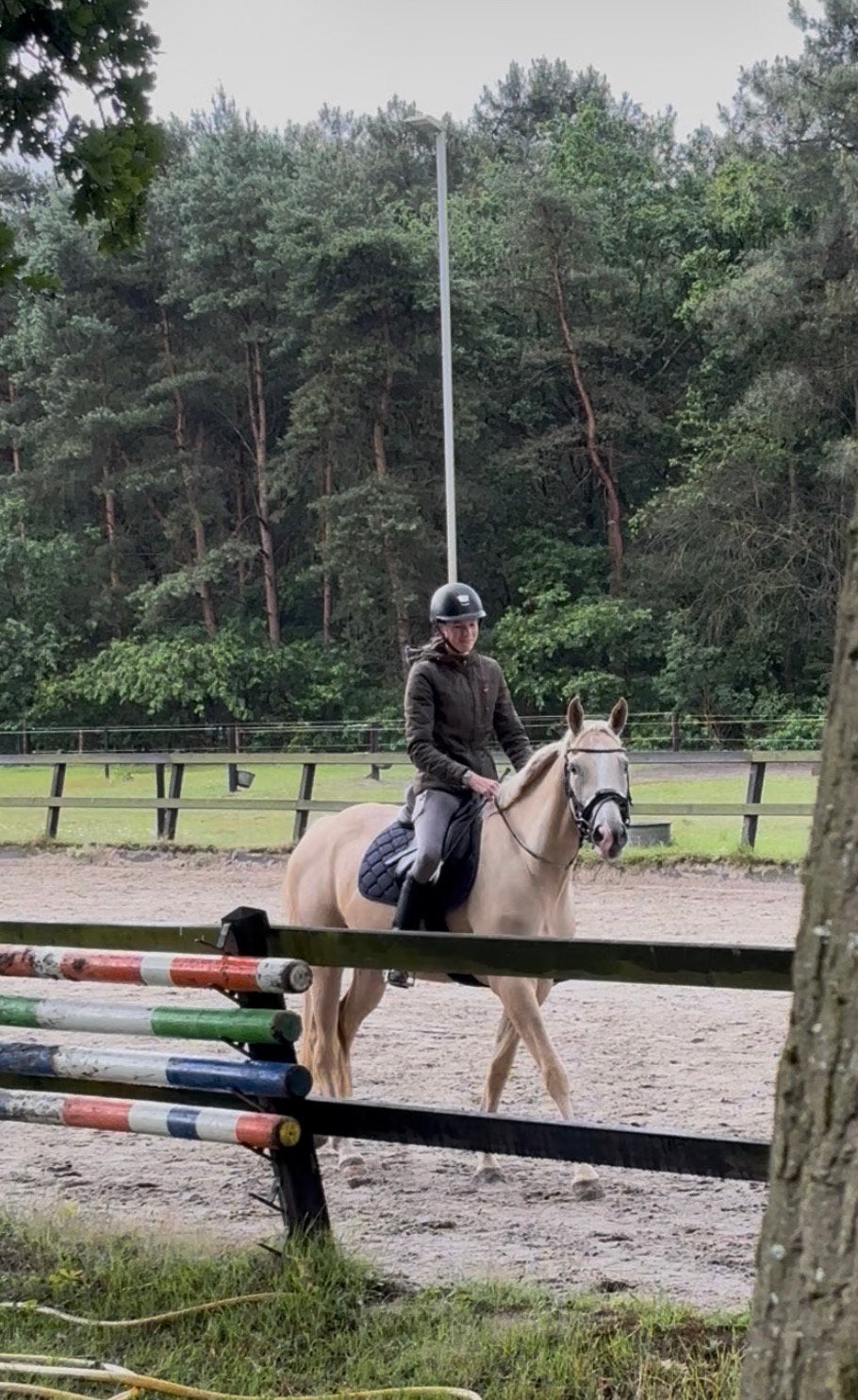 Super mooie palomino merrie te koop, Dieren en Toebehoren, Paarden, Merrie, Zadelmak, 3 tot 6 jaar, Dressuurpaard, Met stamboom