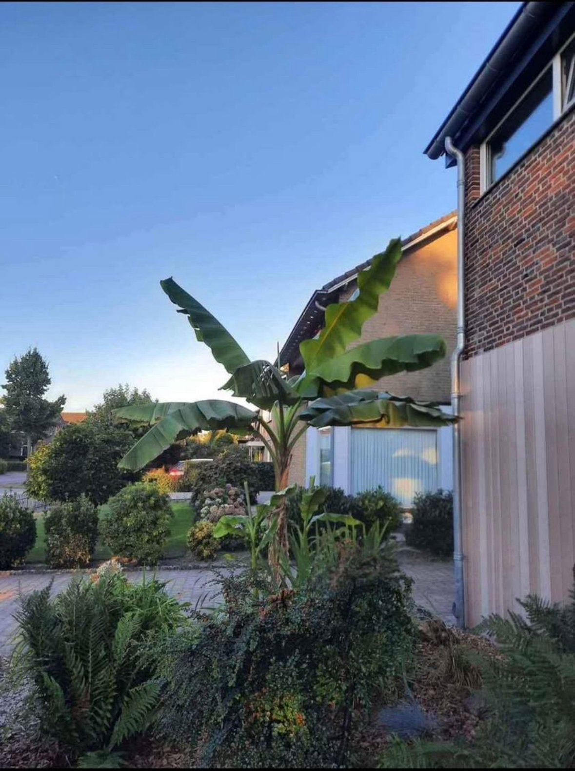 Mega bananenboom tot 3,5m hoog. Winterhard. Musa Basjoo, Tuin en Terras, Ophalen, Zomer, Halfschaduw, 400 cm of meer