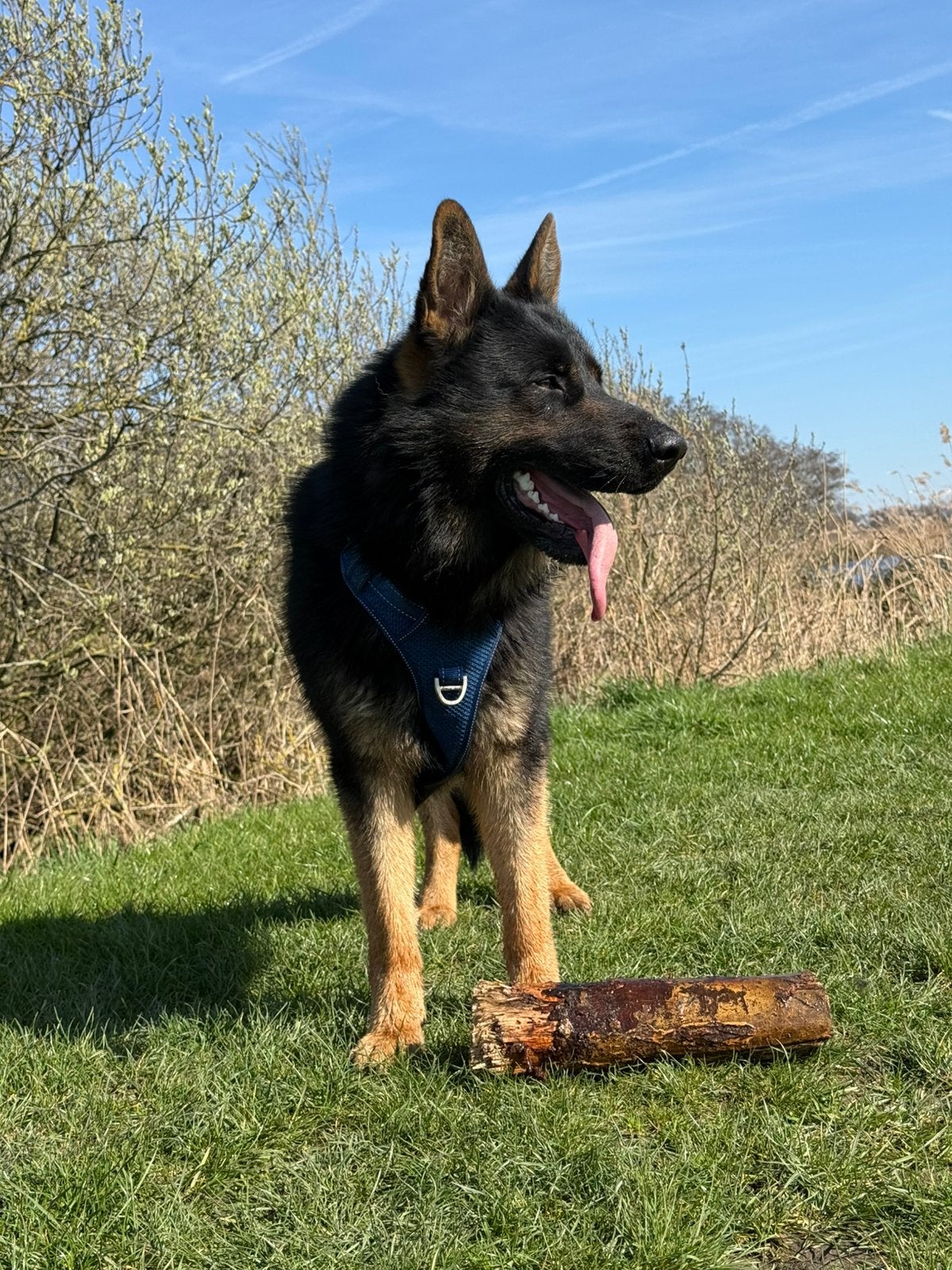 Lieve Duitse herder Pasha (2 jaar) zoekt zijn gouden mandje, Reu, 1 tot 2 jaar, Eén hond, CDV (hondenziekte)