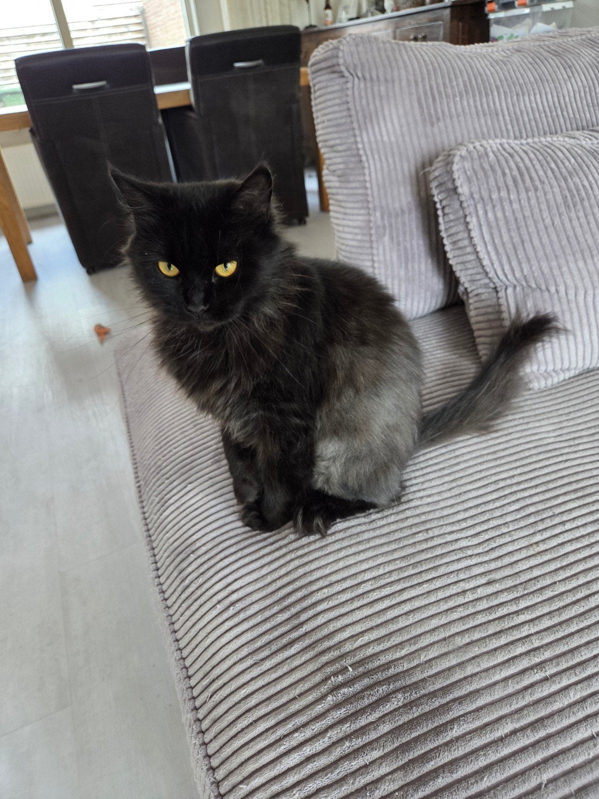 Britse Langhaar gekruist met Maincoone, Poes, Gechipt, 0 tot 2 jaar