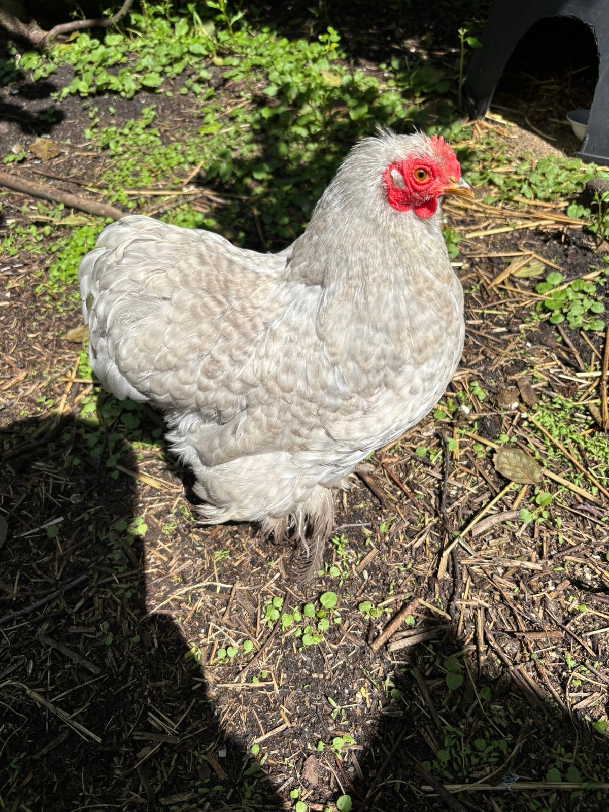 Cochin hen, 1 jaar oud, Dieren en Toebehoren, Pluimvee, Vrouwelijk, Kip