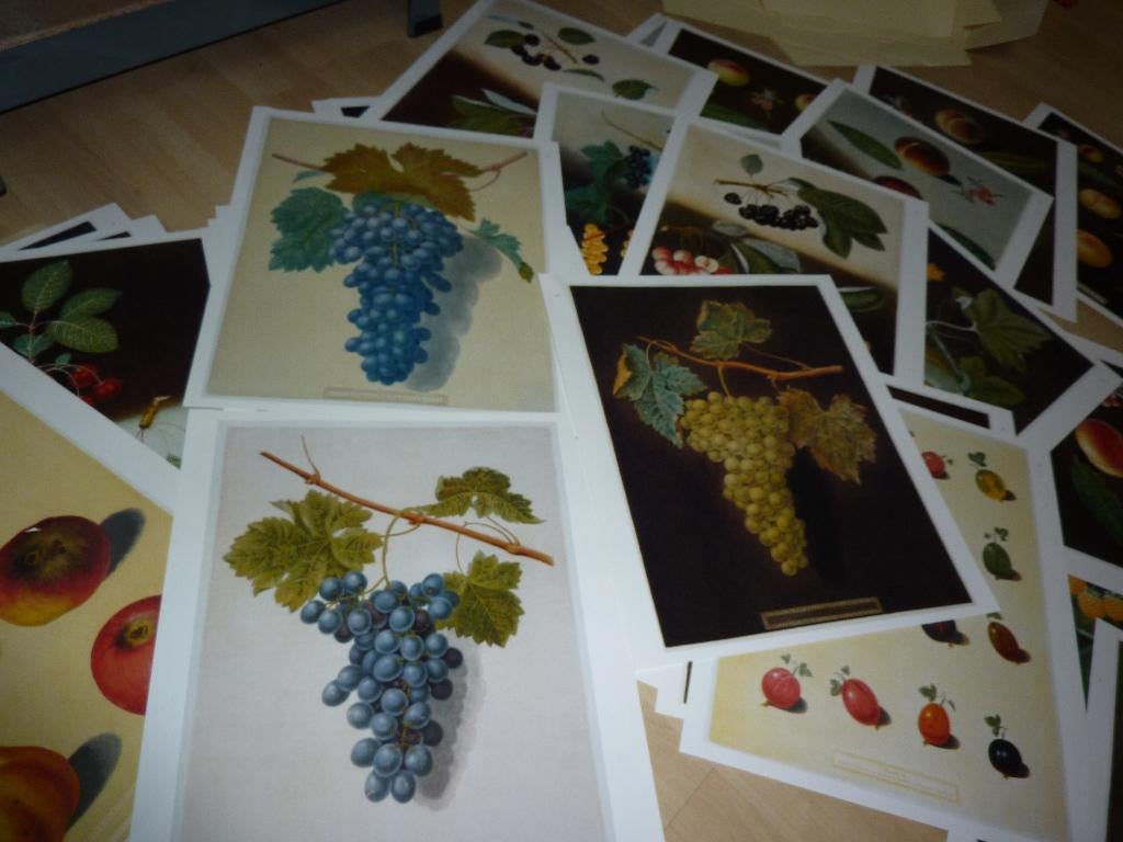 50 prenten van fruit om in te lijsten, Verzenden, Minder dan 50 cm, Schilderij, Minder dan 50 cm