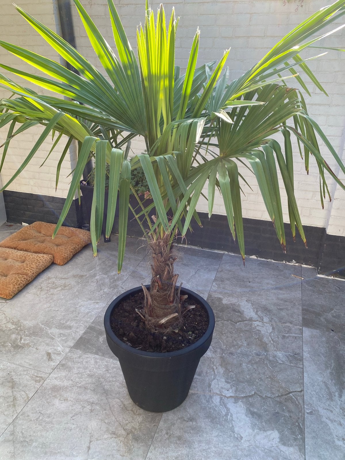 Trachycarpus fortunei (Chinese Waaierpalm) met pot, Volle zon, Vaste plant, Bloeit niet, Ophalen