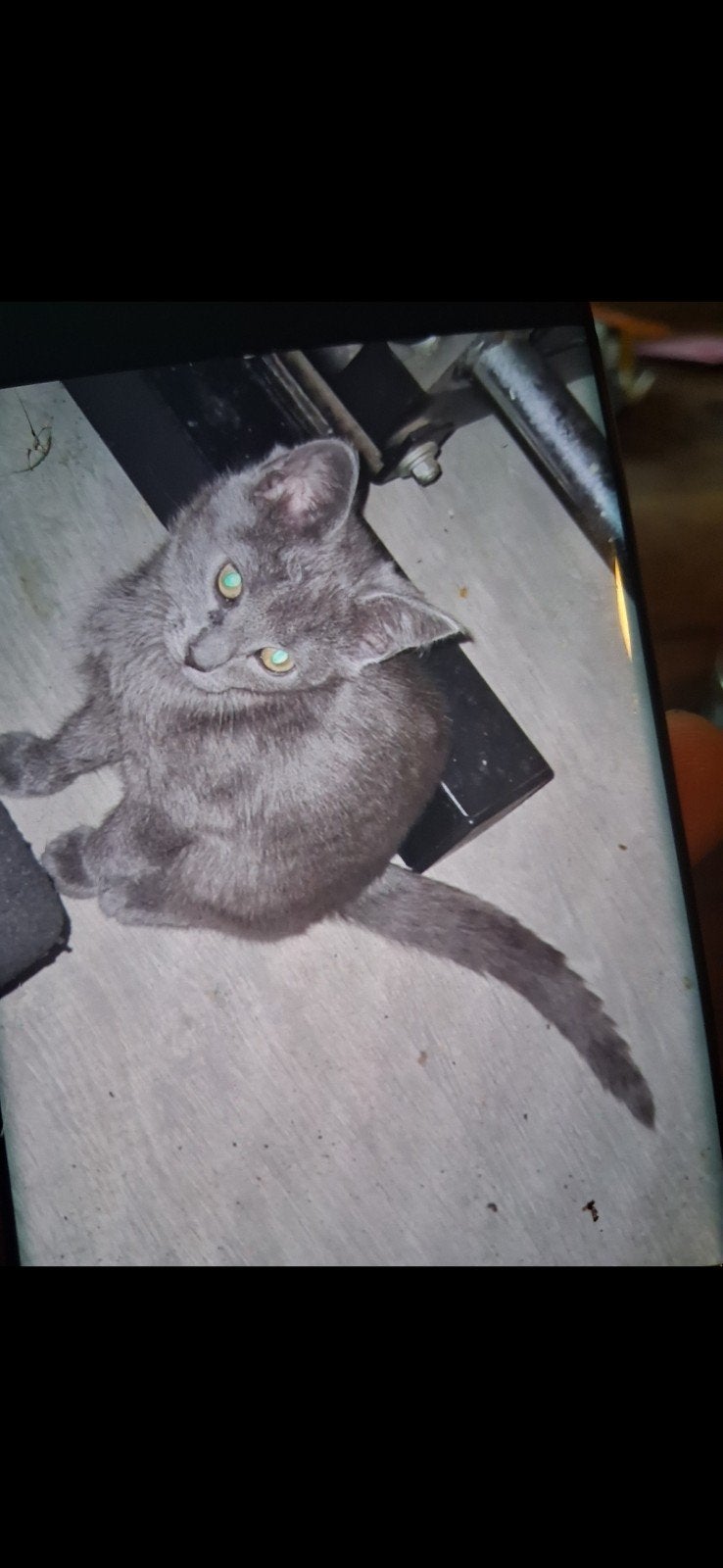 Mix blauwe rus kittens