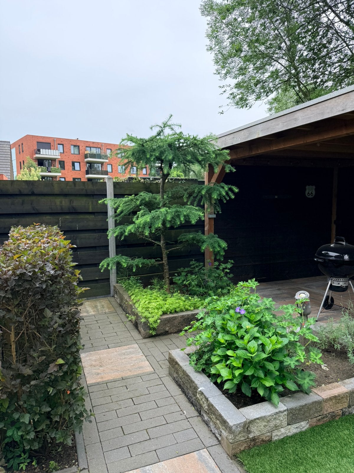 Mooie boom, Tuin en Terras, Planten | Tuinplanten, Vaste plant, Bloeit niet, Halfschaduw, Ophalen