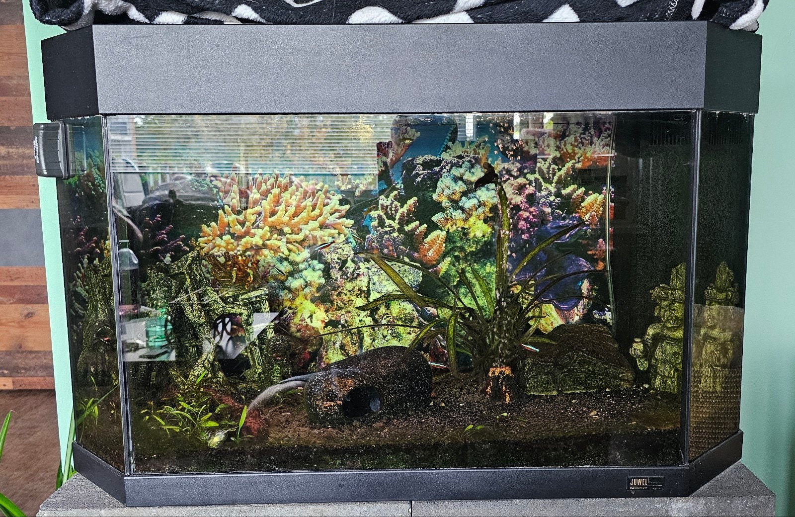 Aquarium + toebehoren, Ophalen, Inclusief toebehoren, Gebruikt, Gevuld zoetwateraquarium