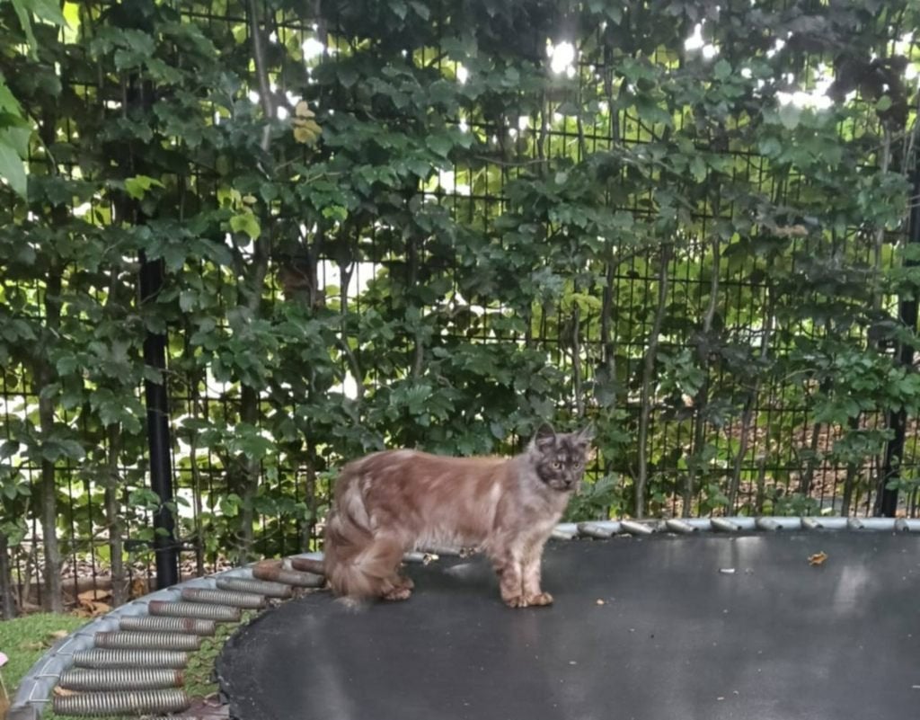 Mooie maine coon kittens  met stamboom poly en non poly, Meerdere dieren, Met stamboom, 0 tot 2 jaar