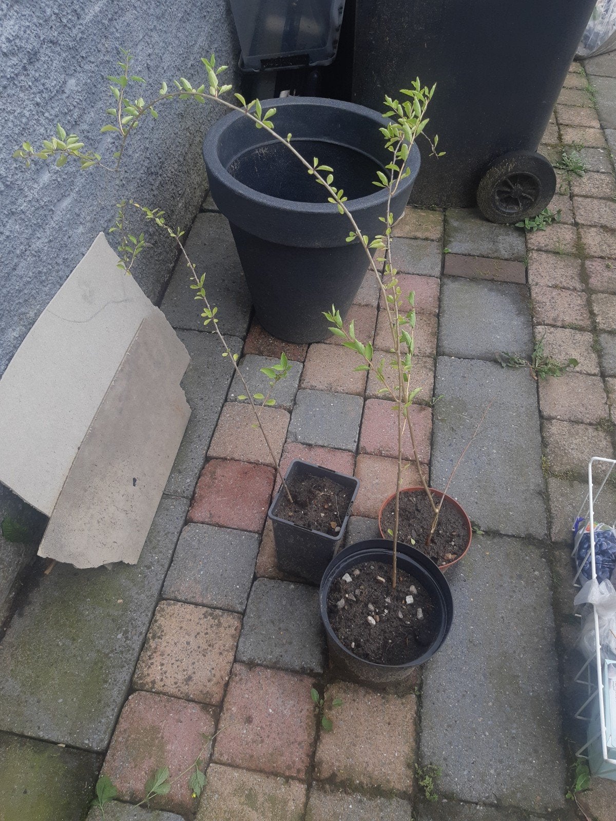 Goji bes, Ophalen, Minder dan 100 cm, Overige soorten, Zomer