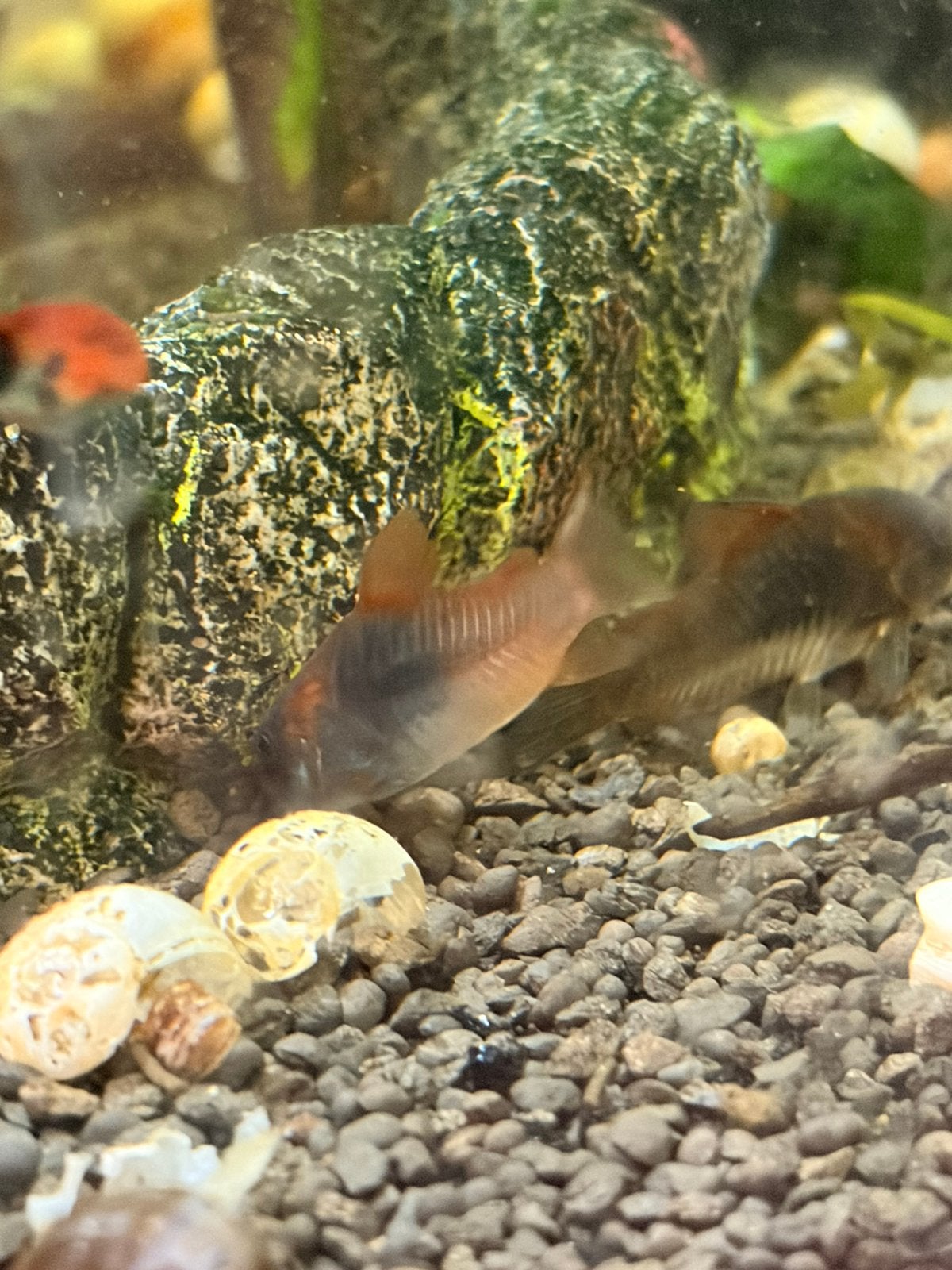 Corydora Orange Venezuela, Vis