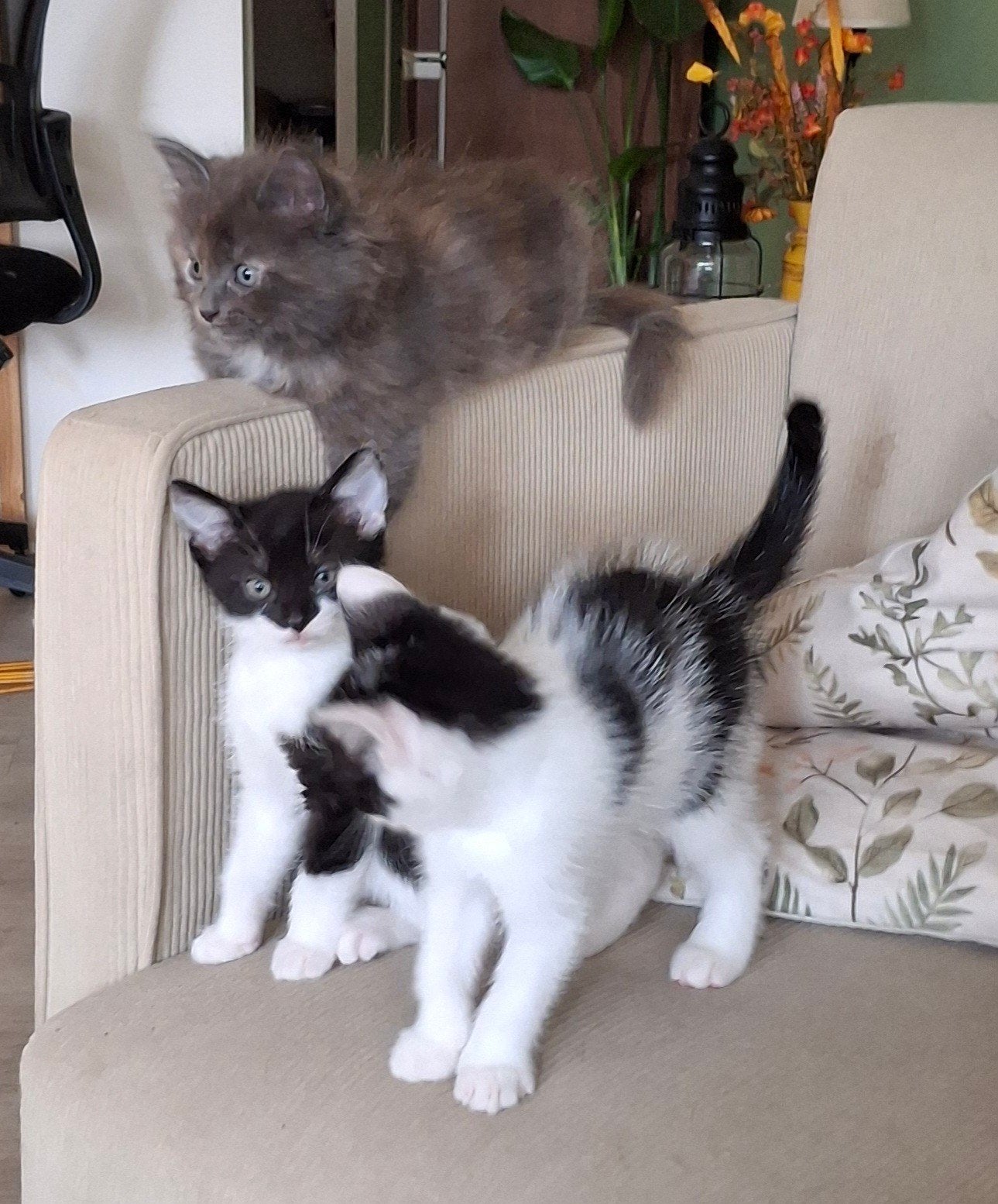 Prachtige Speelse Kittens, Meerdere dieren