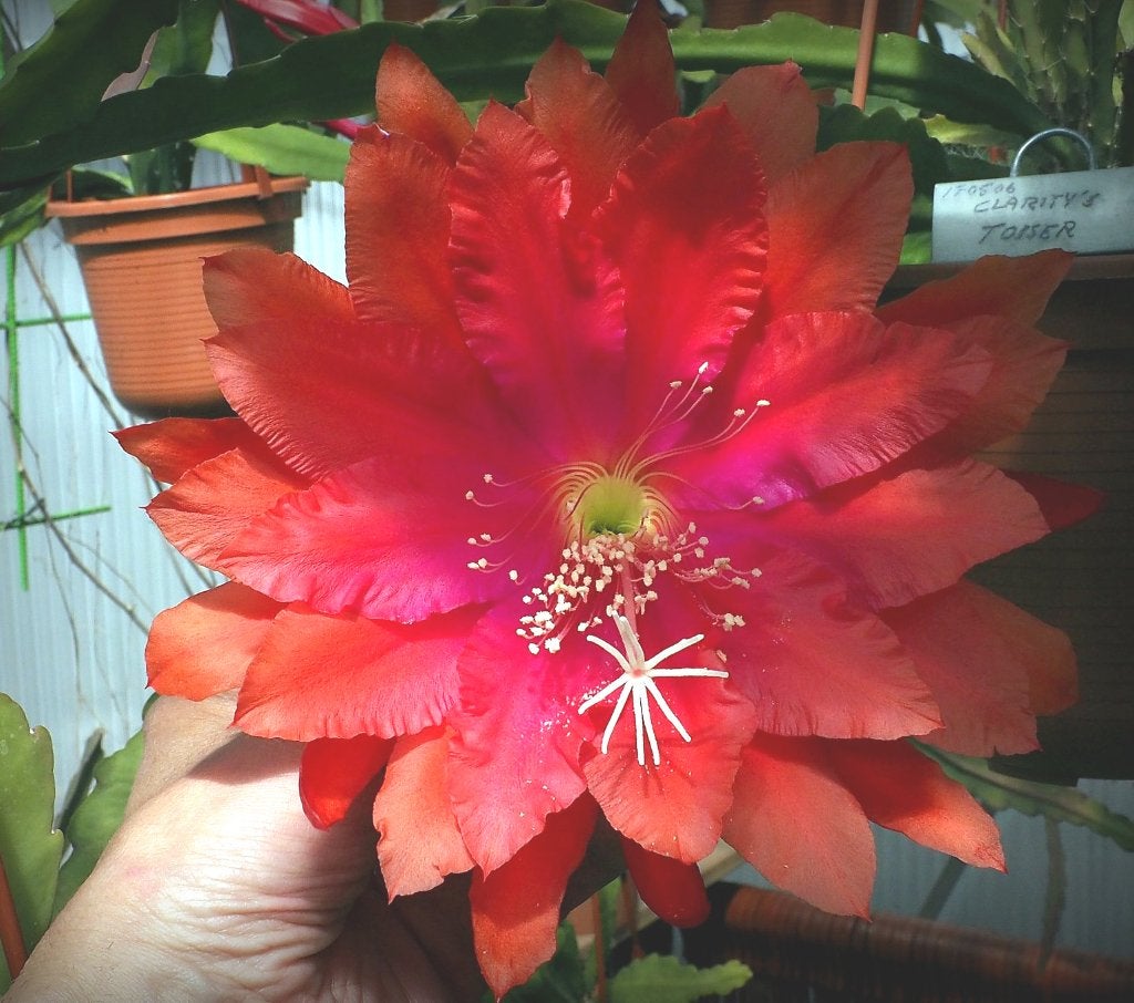 cactus - Epiphyllum - GRATIS, Huis en Inrichting, Kamerplanten, Cactus, Minder dan 100 cm, Volle zon, Ophalen of Verzenden