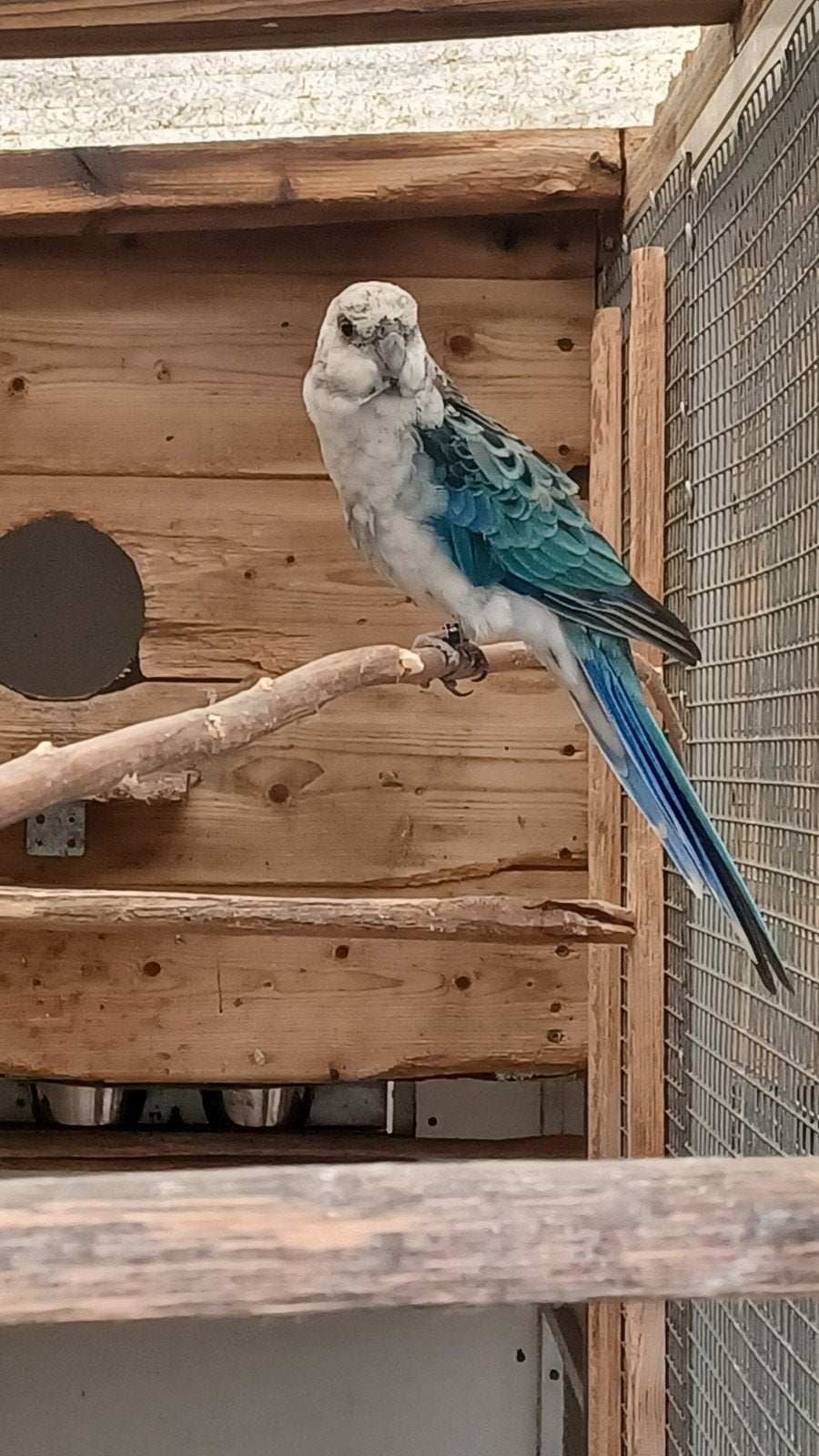 Stanley rosella, Mannelijk, Parkiet, Geringd