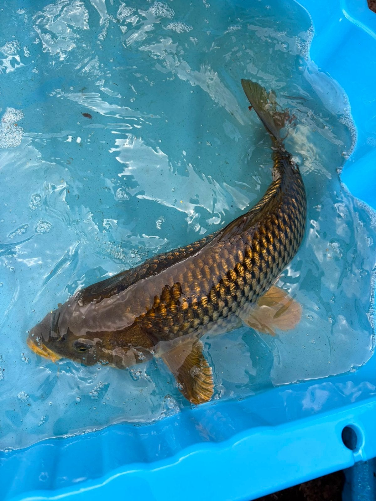 10 mooie donkere kois 45 tm 63cm, Karper of Koi