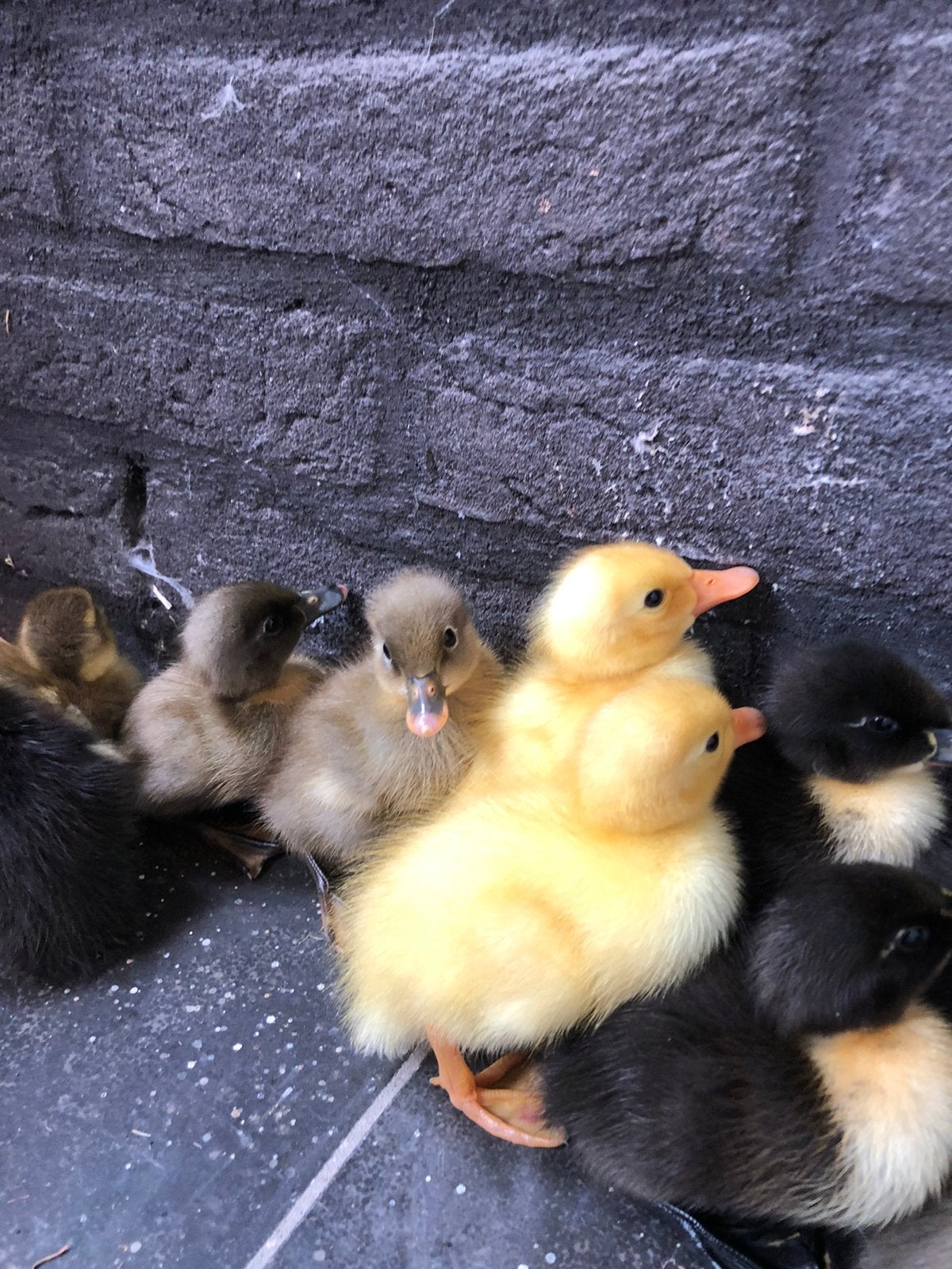 Natuurbroed raszuivere Indische loopeendjes - 15,- pst., Dieren en Toebehoren, Meerdere dieren, Eend