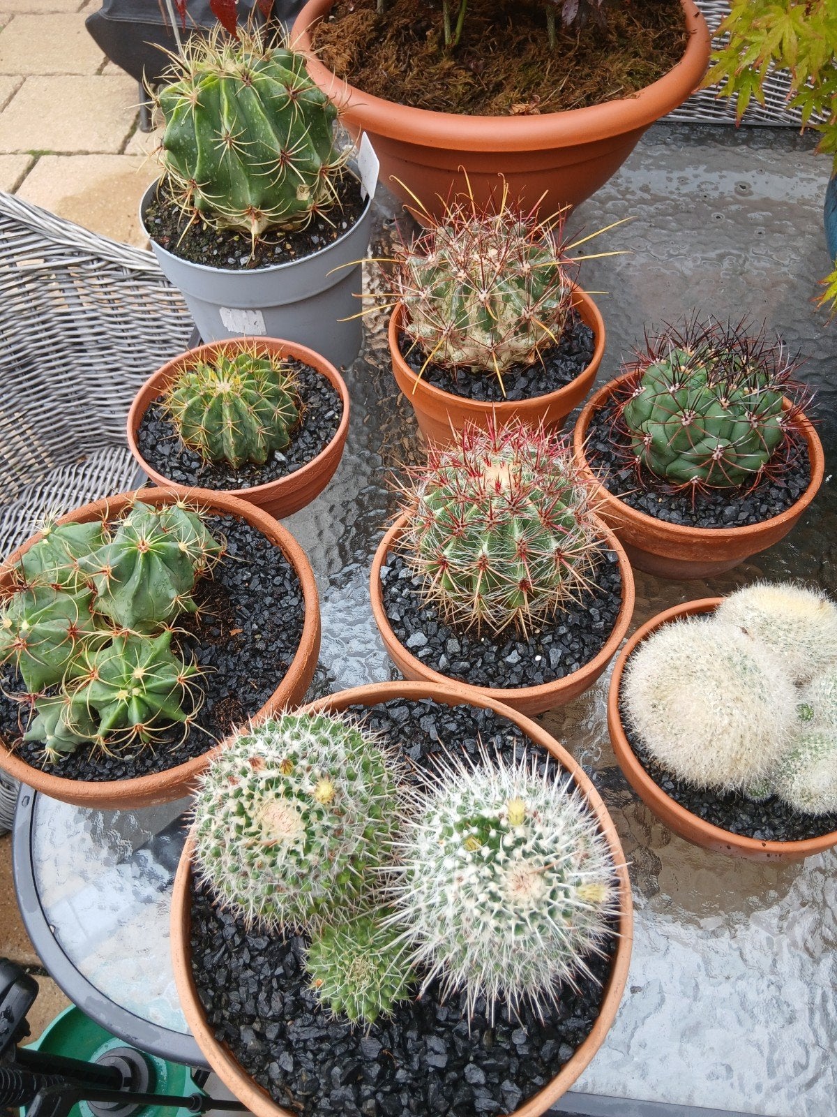 Diverse collectie cactussen in potten alles 25 euro, Tuin en Terras, Planten | Tuinplanten, Ophalen
