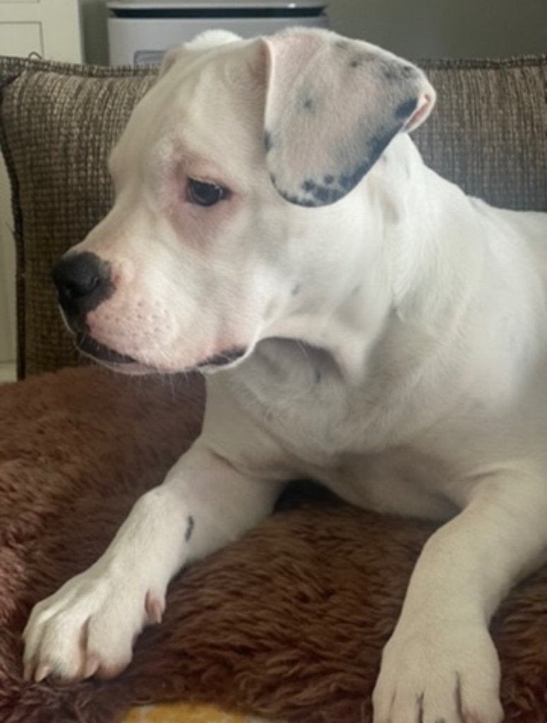 Witte kleine pocket bully teefje 17 maand, 1 tot 2 jaar, Teef, Parvo, Bulldog