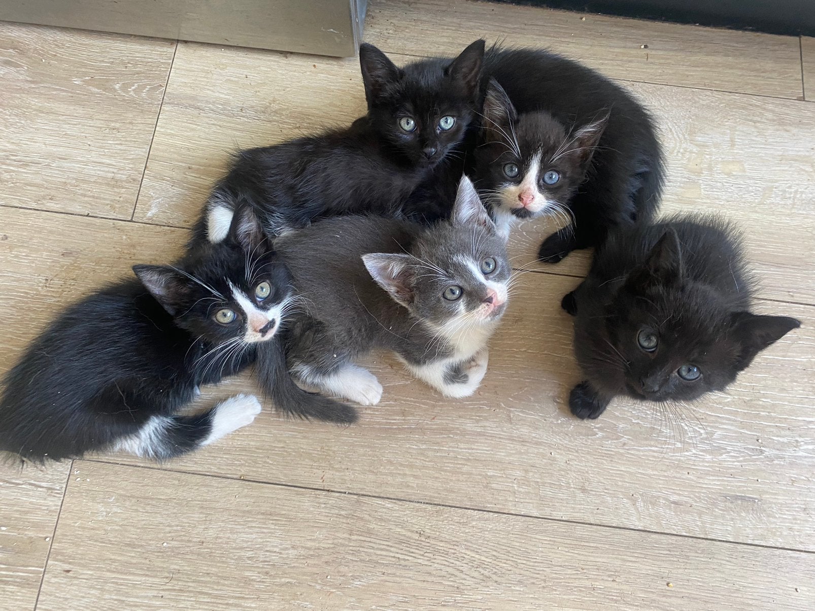 5 superlieve, mooie en speelse (Zwarte & Grijze) kittens️, Meerdere dieren
