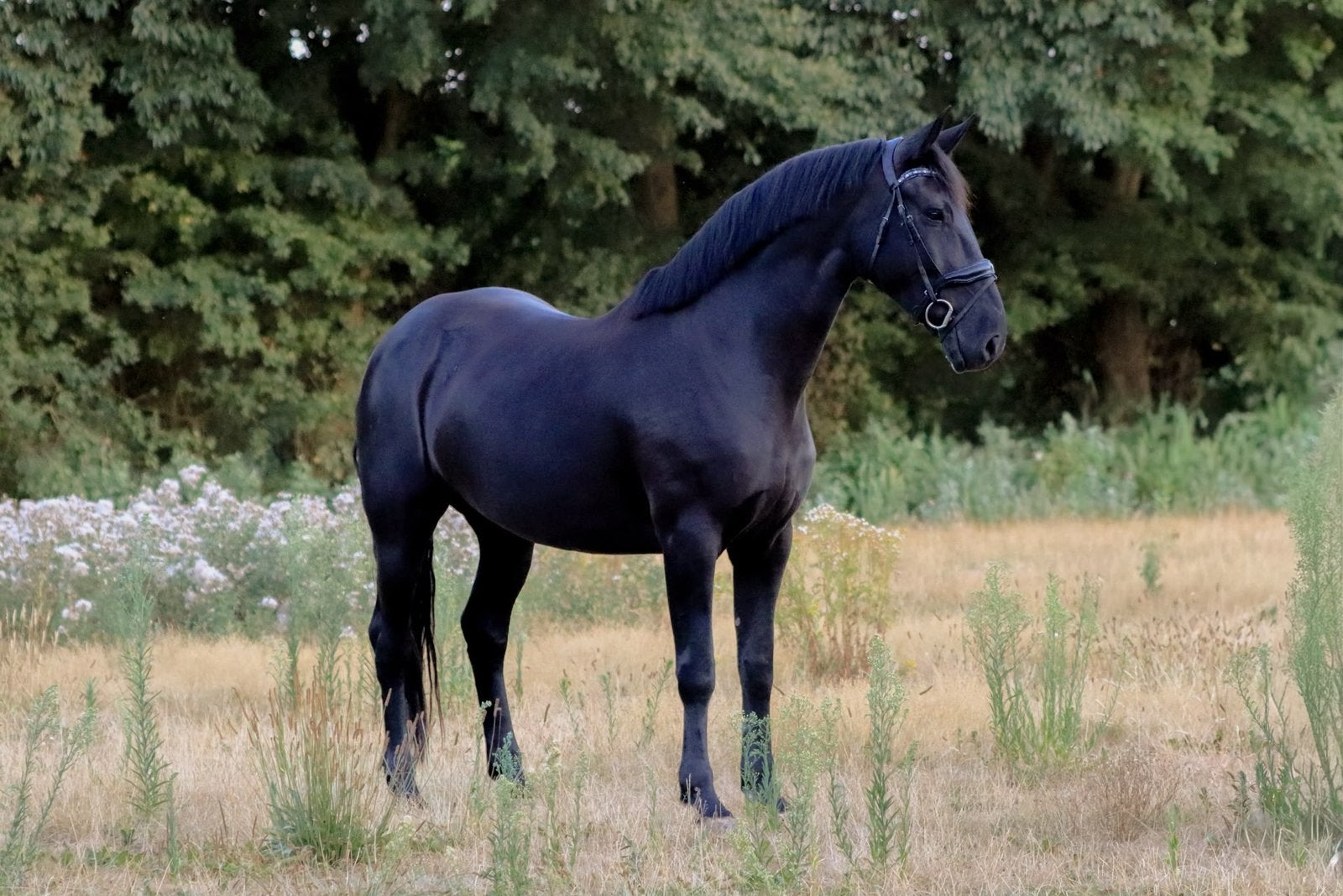 Prachtige leuke merrie te koop, Merrie, Met stamboom, Dressuurpaard, L