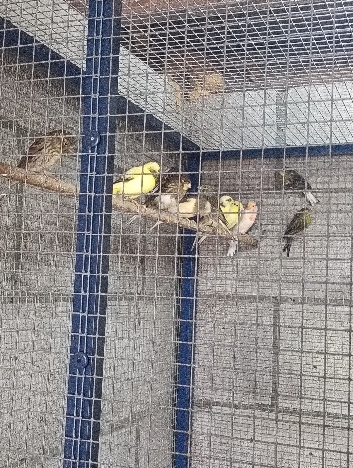 TE KOOP 15 KANARIES, Dieren en Toebehoren, Vogels | Kanaries, Meerdere dieren, Kleurkanarie