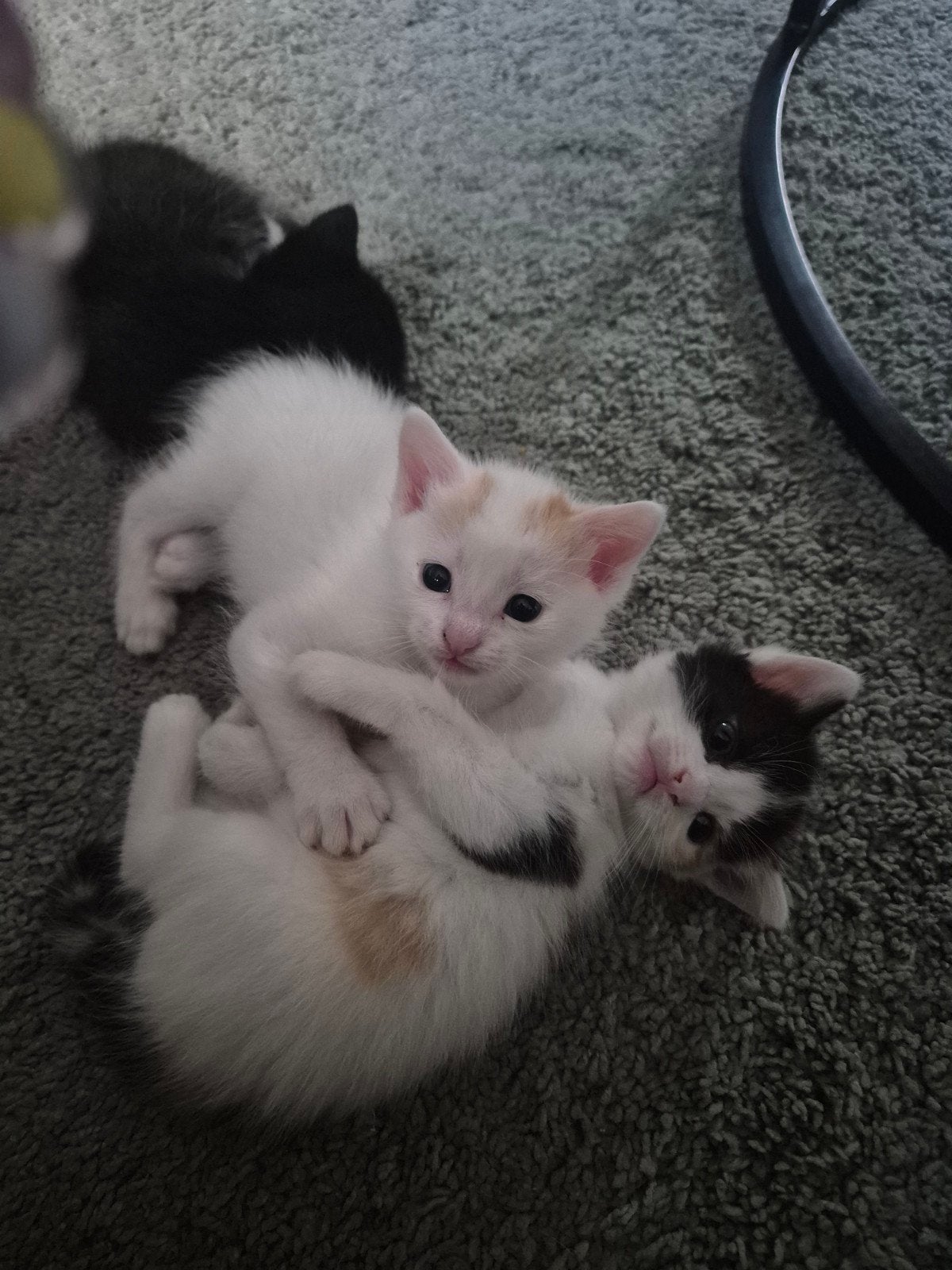 4 kittens (2 verkocht), Meerdere dieren
