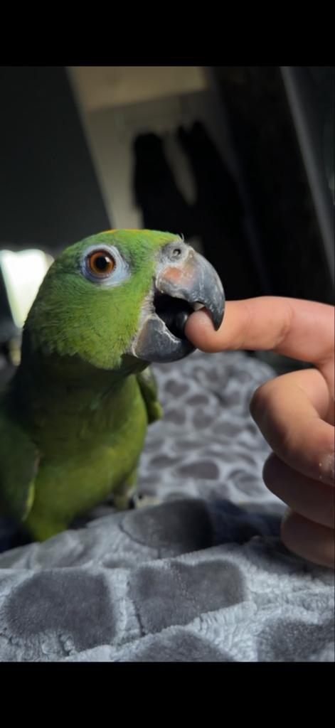 Gele Amazonepapegaai te koop, Dieren en Toebehoren, Vogels | Parkieten en Papegaaien, Mannelijk, Parkiet, Tam