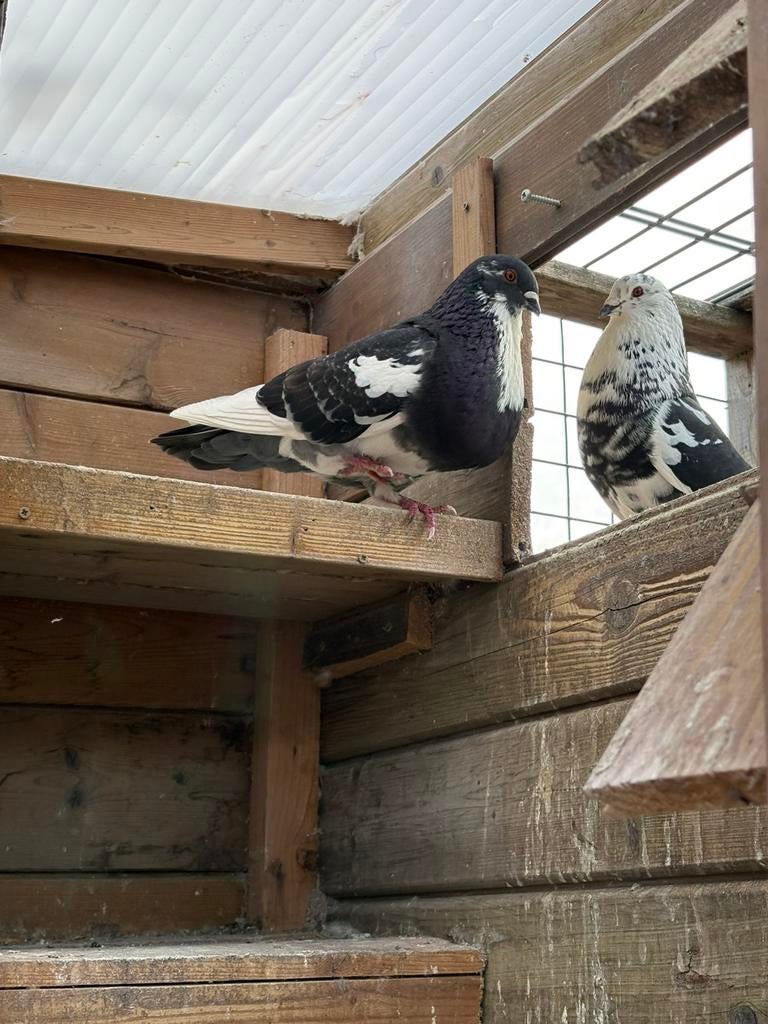 Sierduiven half kropper, Meerdere dieren, Overige soorten