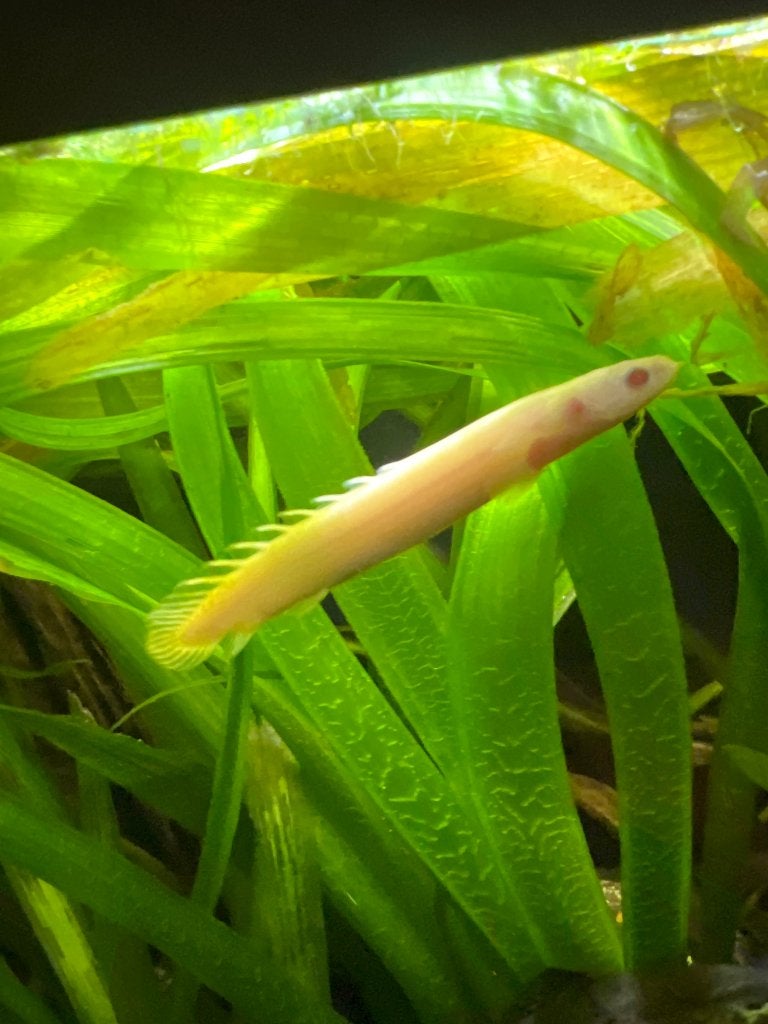 Bichir albino polypterus 2 keer, Dieren en Toebehoren, Vis