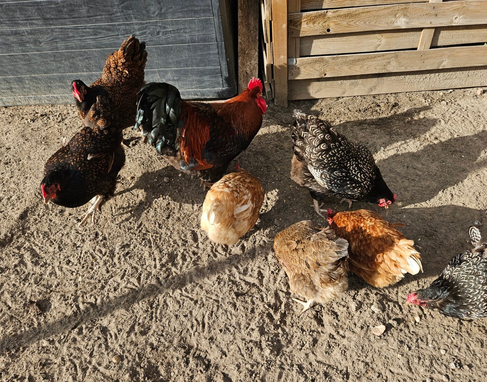 Kippen barnevelders, legkippen, Olive egger en haan, Dieren en Toebehoren, Meerdere dieren, Kip
