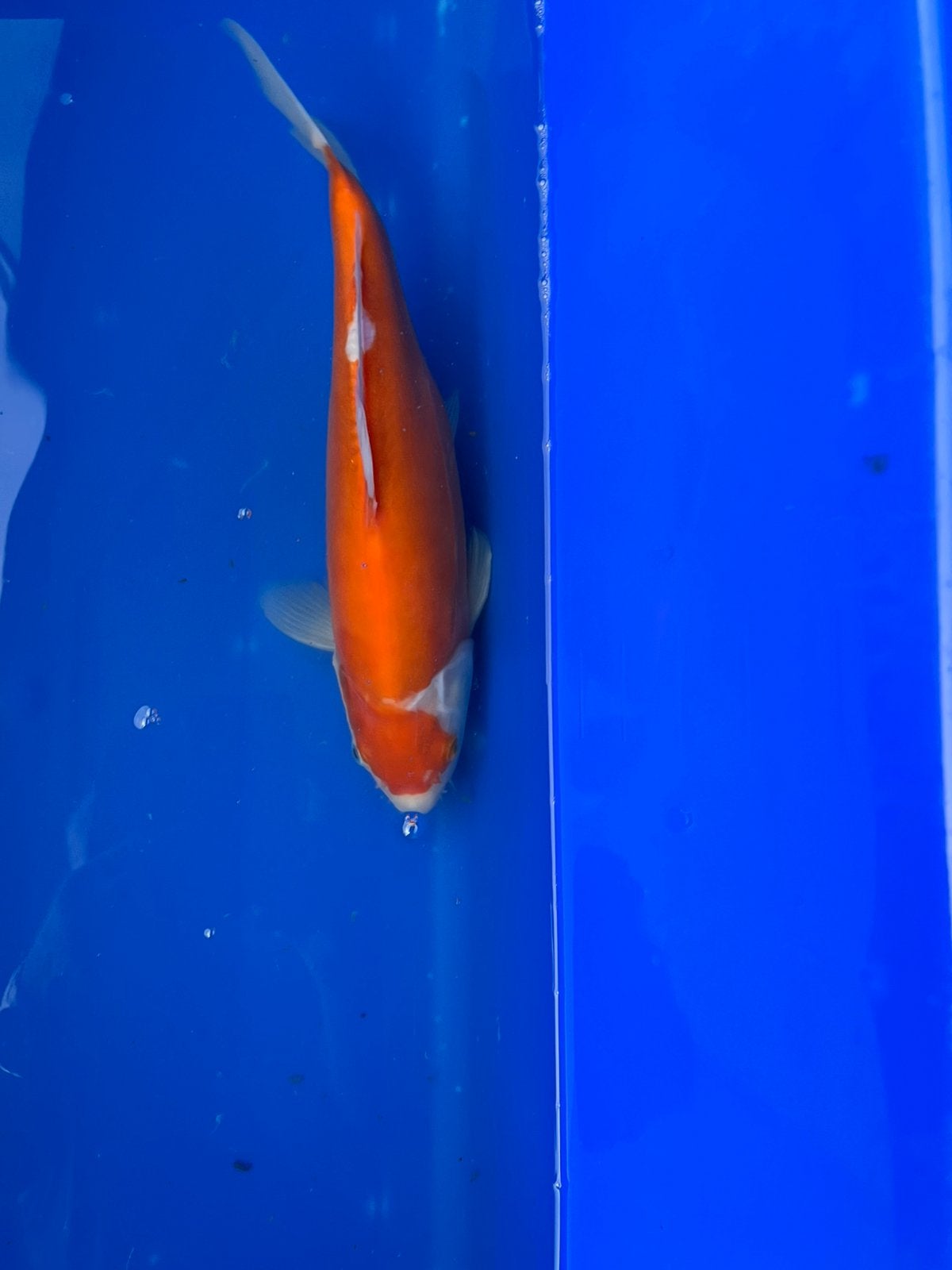 Doitsu Kohaku, Dieren en Toebehoren, Vissen | Vijvervissen, Karper of Koi