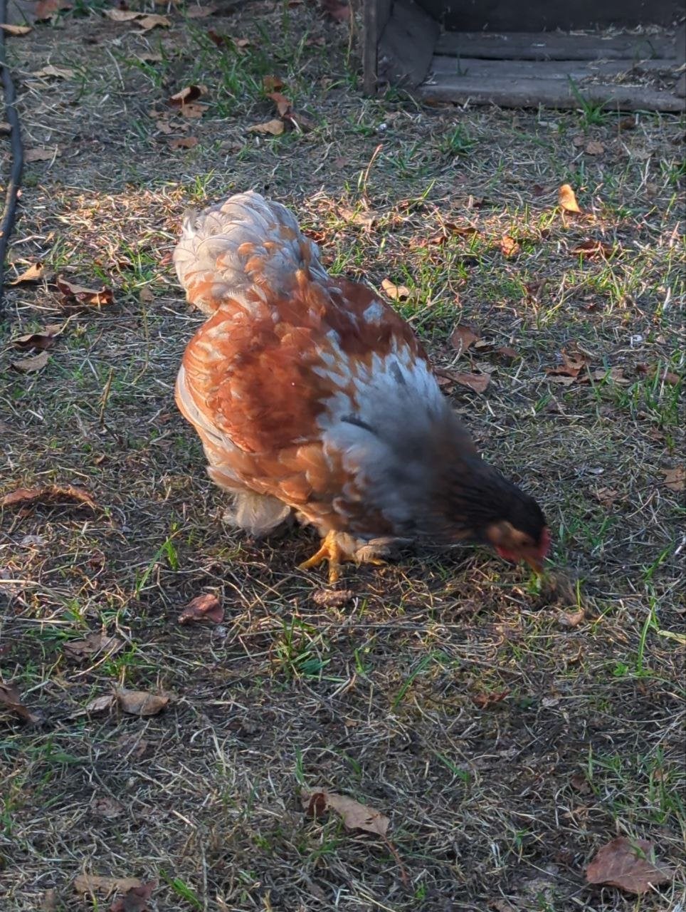 Jonge hanen zoeken een nieuw thuis, Dieren en Toebehoren, Pluimvee, Mannelijk, Kip