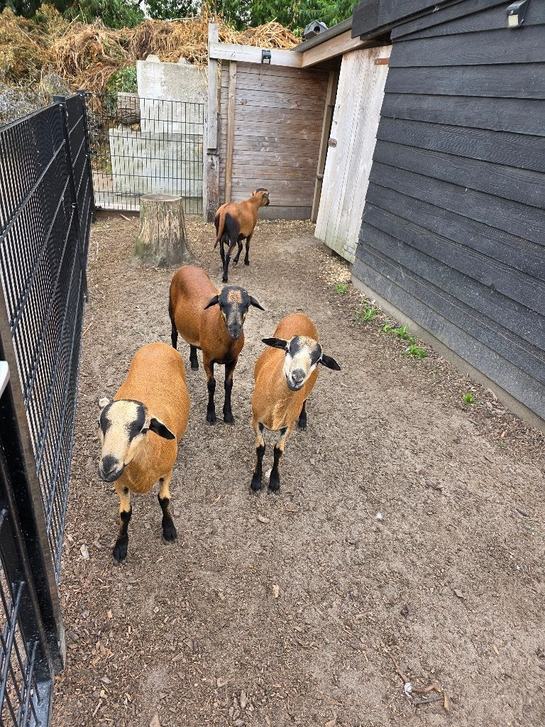 4 Kameroen Rammen, Mannelijk, Schaap, 0 tot 2 jaar