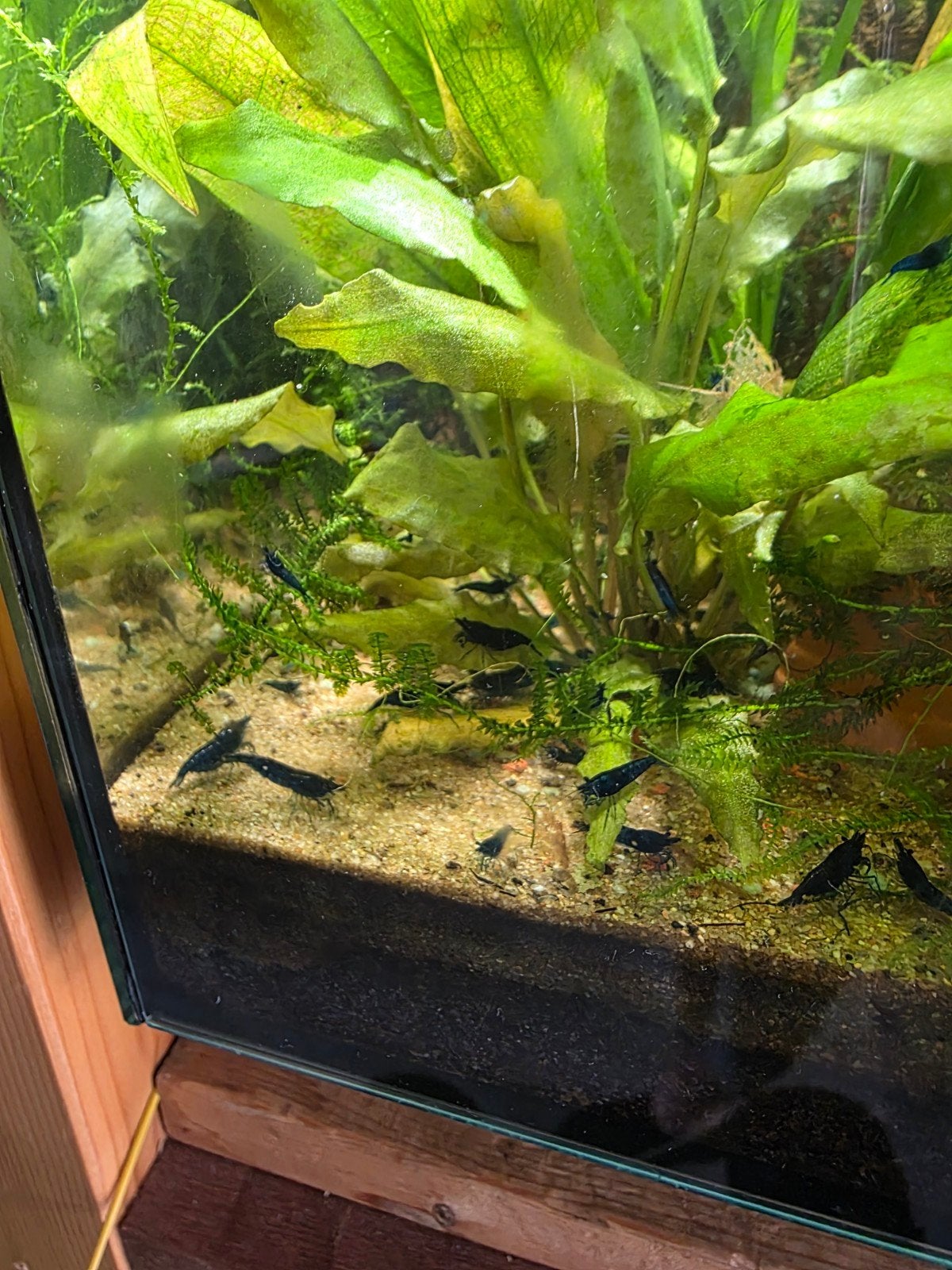 Blauwe garnalen, Dieren en Toebehoren, Vissen | Aquariumvissen, Kreeft, Krab of Garnaal