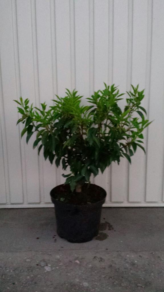 Portugese laurier prunus lustanica angustifolia, Vaste plant, Bloeit niet, Halfschaduw, Ophalen