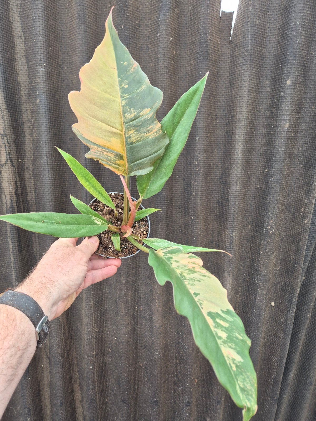 Philodendron Caramel Marble p12 (6), Huis en Inrichting, Kamerplanten, Ophalen of Verzenden, Halfschaduw, Minder dan 100 cm